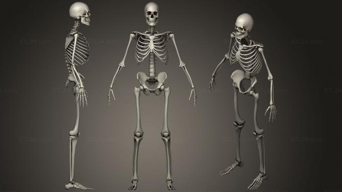 Анатомия скелеты и черепа (Скелет PBR 2020, ANTM_1029) 3D модель для ЧПУ станка